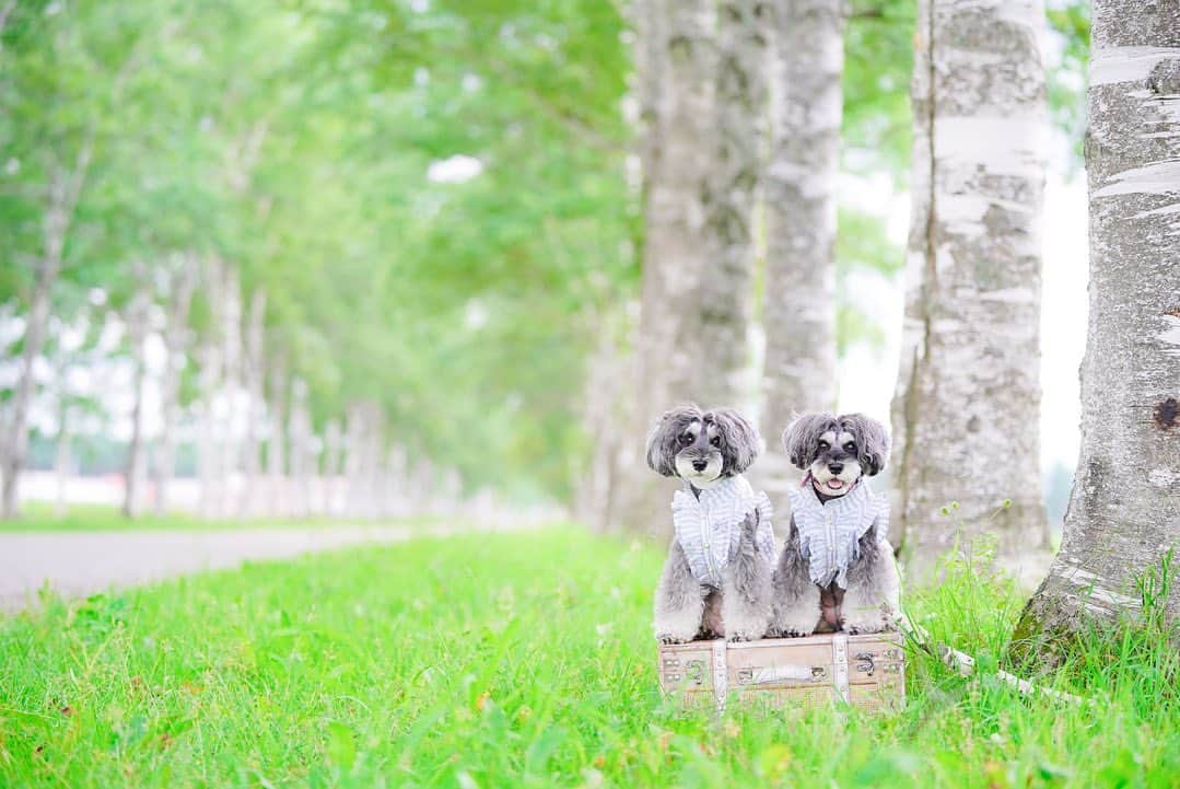 のインスタグラム：「⑅︎◡̈︎* ・ 白樺並木からこんばんワン🐾 台風情報から目が離せないマーブルとイヴです٩( ´◡︎` )( ´◡︎` )۶ ・ こちらは、#十勝牧場 の#白樺並木 ♫ 北海道に長年住んでいたのに初めて行きました笑 ・ 今時珍しい砂利道に1.6キロの白樺並木が続いてます！ ・ とっても素敵な場所でした♥︎︎∗︎*ﾟ ・ 関東も台風の影響で強い雨が突然降ったり止んだり。。。 九州地方にお住まいの皆様くれぐれもお気をつけ下さいませ。 ・ #北海道旅行  #道東  #十勝  #北海道ミライノート  #わんこと旅行  #音更  #ジェニッカーズ  #dogenic #love_bestjapan #daily_photo_jpn #わんことおでかけ #doglife #doglover #inuくらぶ_jpn #しゅなら部 #ミニチュアシュナウザー #ミニシュナ #シュナウザー #miniatureschnauzer #schnauzer #schnauzerofinstagram #schnauzer_lovers #inutome  #insta_dog #うちの子可愛く撮り隊 #わんこカメラ部 #whitebirch」