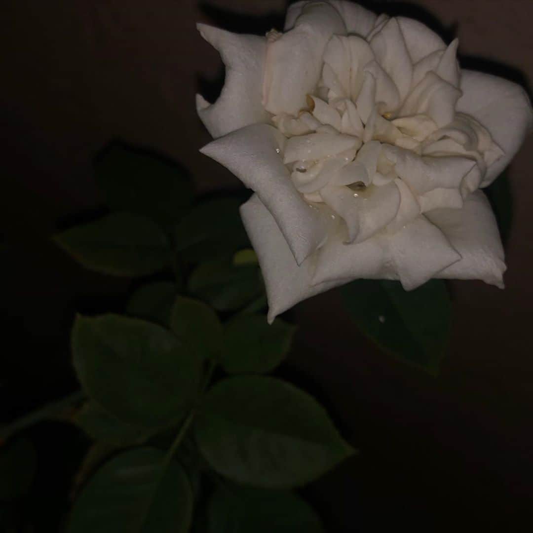 中野みやびさんのインスタグラム写真 - (中野みやびInstagram)「薔薇  #薔薇 #白薔薇 #rose #flowers #white #color #お洒落 #映え #picture #お気に入り #写真 #花 #綺麗 #美 #棘 #wawawa #みやび」9月6日 21時38分 - n_miyabi0123
