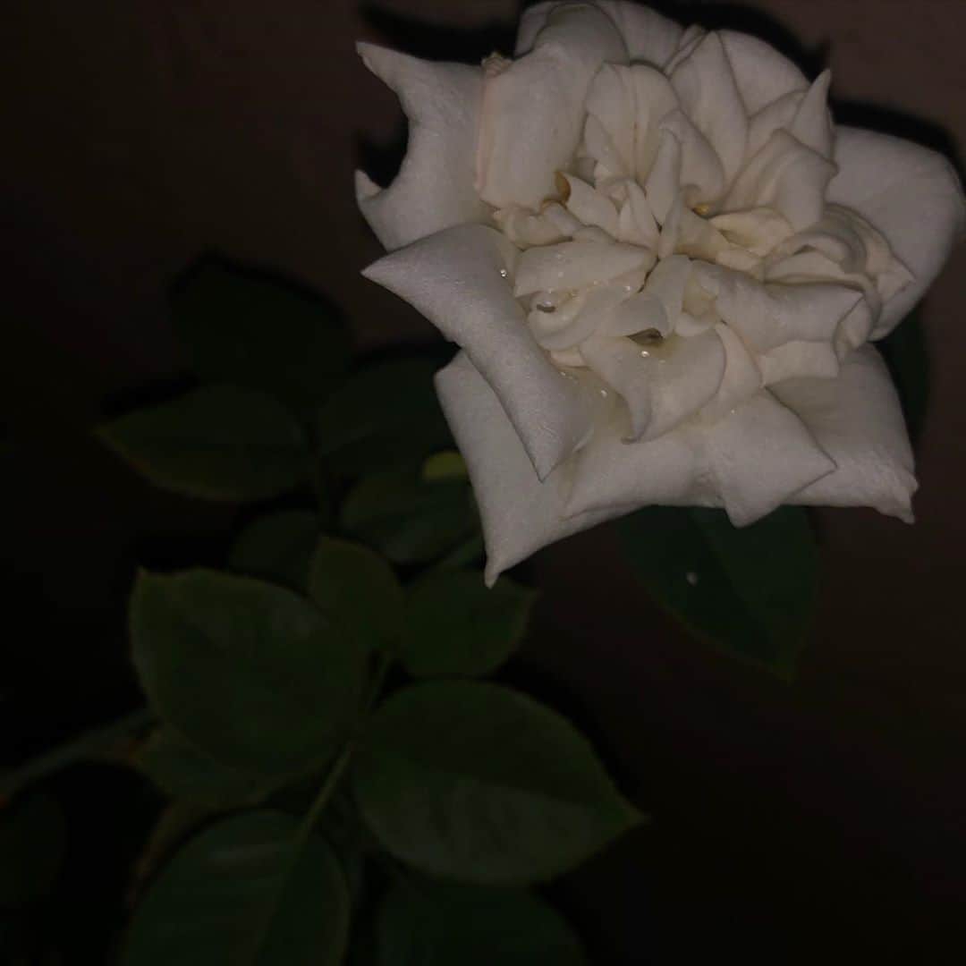 中野みやびのインスタグラム：「薔薇  #薔薇 #白薔薇 #rose #flowers #white #color #お洒落 #映え #picture #お気に入り #写真 #花 #綺麗 #美 #棘 #wawawa #みやび」
