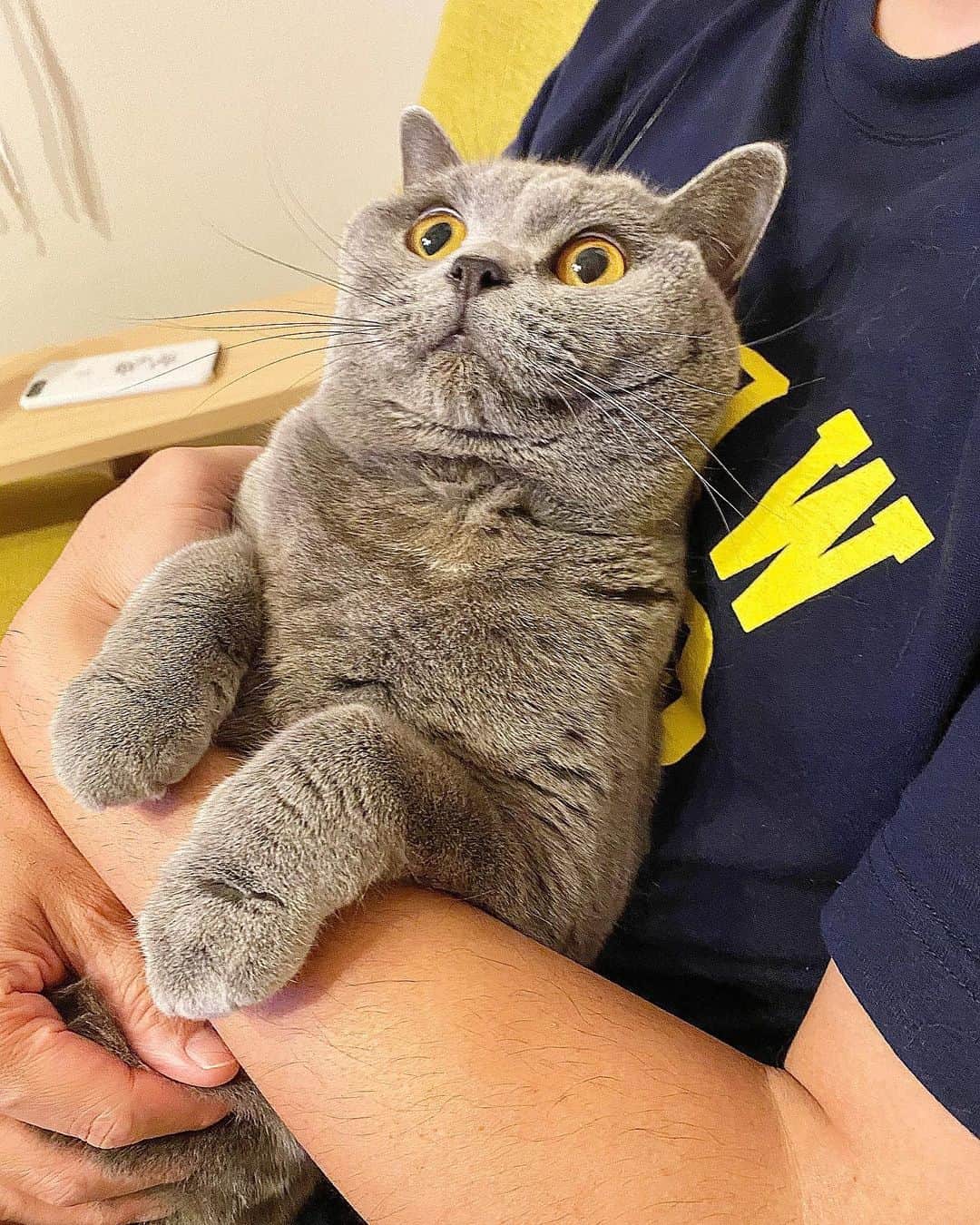 のインスタグラム：「☺︎ 半沢なおき生放送を一緒に観てます . #britishshorthair  #ブリティッシュショートヘア  #loopwheeler #ループウィラー」