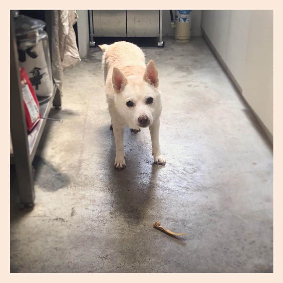 パンといっぴきのインスタグラム：「#元保護犬 #雑種犬 #crossbreed #mixdog #キップル14歳」
