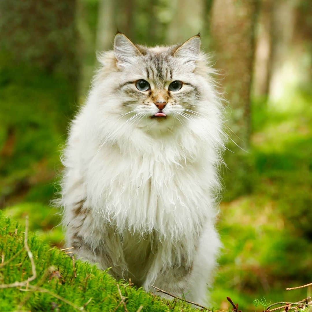 Floraさんのインスタグラム写真 - (FloraInstagram)「Can you lick your nose? With my three step tutorial you will purrfect your style 😹😹😹😹#catsoﬁnstagram #summer#cat#igcutest_animals #cat_features #cutepetclub #fluffypack #katt #bestmeow  #weeklyfluff #meow #AnimalAddicts #kittycat #cat #cats #kitten #kittens #kawaii #instacat #calico #neko #summer #september #autumn #2020 #sibiriskkatt #siberiancat」9月6日 22時03分 - fantasticflora