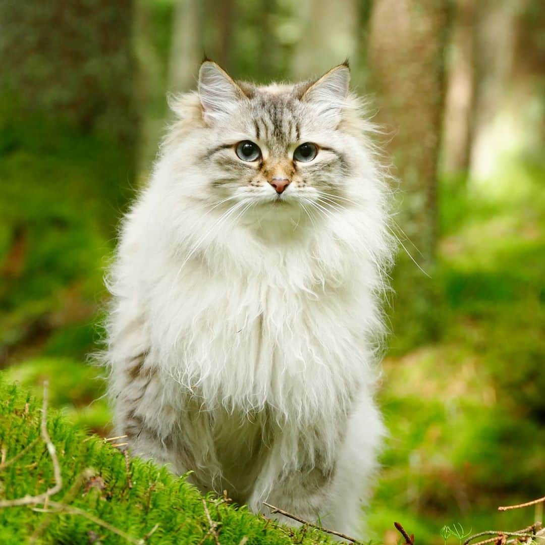 Floraのインスタグラム：「Can you lick your nose? With my three step tutorial you will purrfect your style 😹😹😹😹#catsoﬁnstagram #summer#cat#igcutest_animals #cat_features #cutepetclub #fluffypack #katt #bestmeow  #weeklyfluff #meow #AnimalAddicts #kittycat #cat #cats #kitten #kittens #kawaii #instacat #calico #neko #summer #september #autumn #2020 #sibiriskkatt #siberiancat」