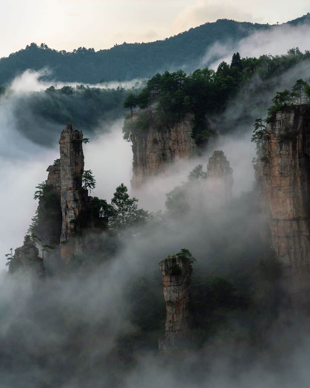 Michael Yamashitaさんのインスタグラム写真 - (Michael YamashitaInstagram)「Mountains in the mist, Wulingyuan National Park, Hunan, China: this  UNESCO World Heritage Site  is noted for more than 3,000 sandstone pillars and peaks many over 200 metres (660 ft) in height. It was the inspiration for the Hallelujah Floating Mountains of Pandora in the block buster film Avatar.  The trick to photographing these pillars  is to capture them during or after a rain when the super moist air creates a fog condition. I photographed these mountains four times in four different seasons and only saw the fog twice and for a fleeting less than an hour time frame. Without fog, in my opinion there is no picture. #wulingyuannationalpark #wulingyuan #zhangjiajie #avatar #hallelujahmountains #chineselandscape」9月6日 22時09分 - yamashitaphoto