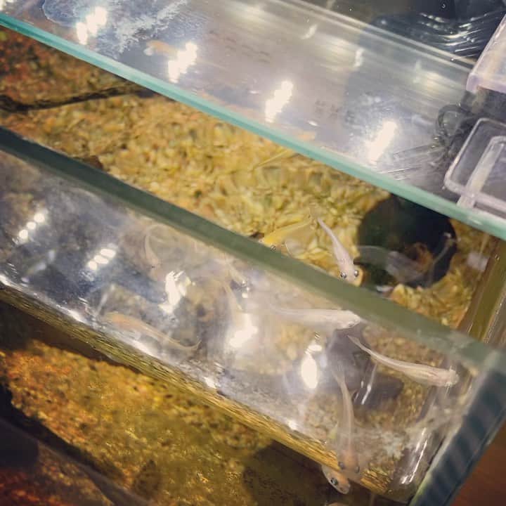 ただすけのインスタグラム：「こちらの模様はお久しぶりですが、メダカが渋滞している様子です。 #今日のメダカ」
