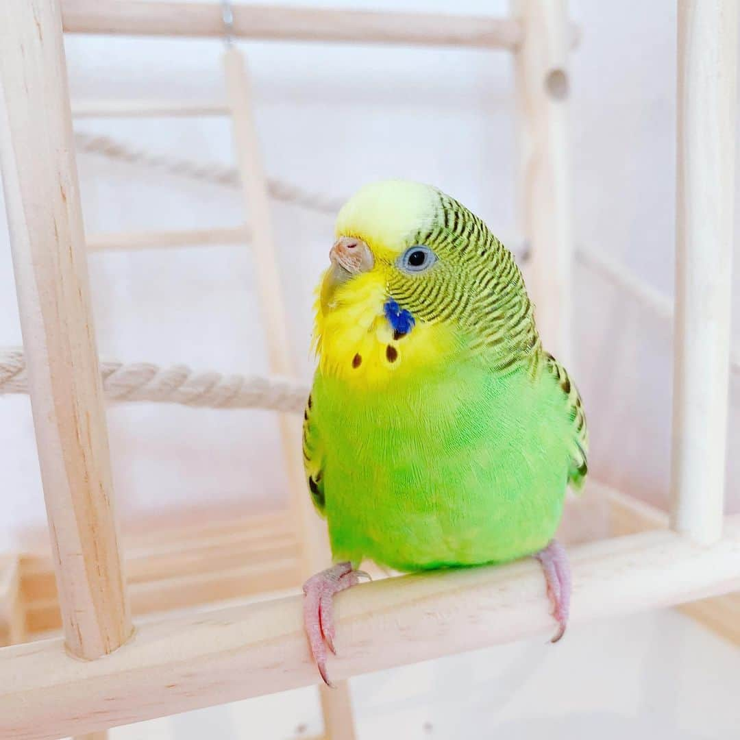 上野まなさんのインスタグラム写真 - (上野まなInstagram)「うちのインコちゃん達に新しい遊び場を買ってあげました😋 すぐに気に入ってくれてよかったぁ🐥💓 紐の綱渡りがグラグラして難しそう、笑笑  #かわゆす #癒し #遊びが仕事 #セキセイインコ #ブランコ大好き #小鳥のおもちゃ #小鳥の箱庭アスレチック」9月6日 13時30分 - managram18