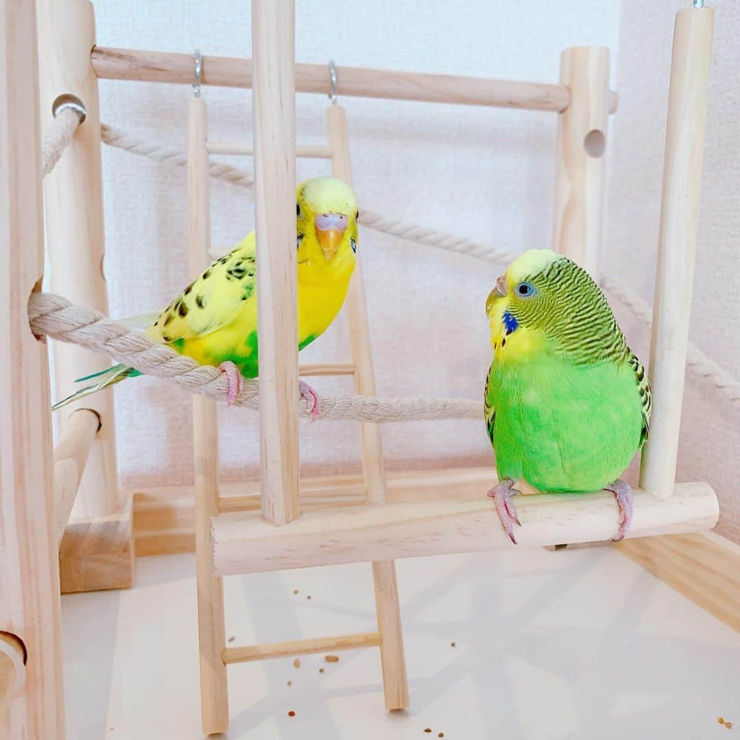 上野まなのインスタグラム：「うちのインコちゃん達に新しい遊び場を買ってあげました😋 すぐに気に入ってくれてよかったぁ🐥💓 紐の綱渡りがグラグラして難しそう、笑笑  #かわゆす #癒し #遊びが仕事 #セキセイインコ #ブランコ大好き #小鳥のおもちゃ #小鳥の箱庭アスレチック」