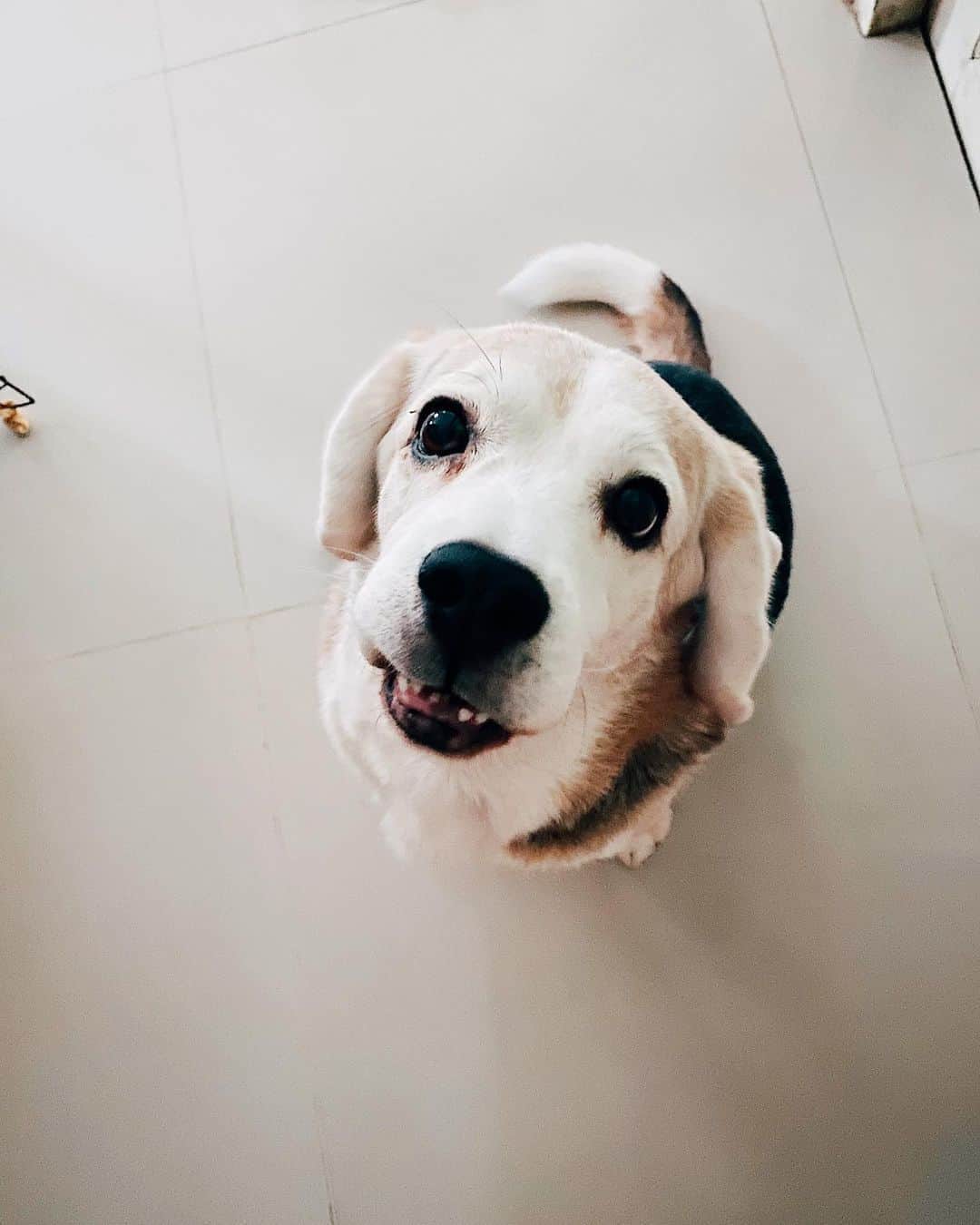 r_oseのインスタグラム：「Look at those tails🐕〰️」