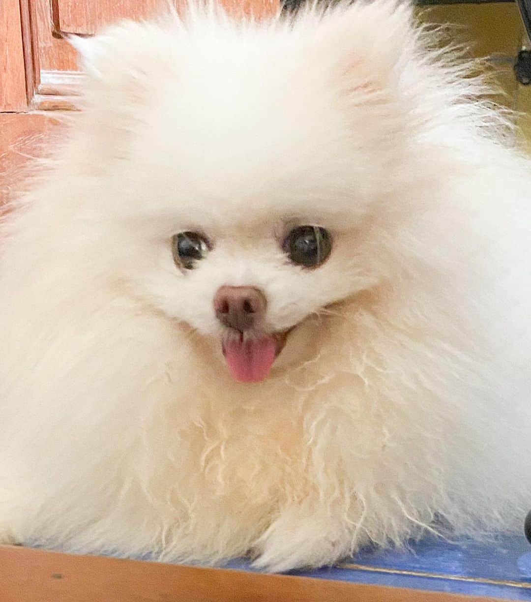 JEWELのインスタグラム：「Happy weekend!❤️🐶😍 #weekend #weeklyfluff #fluffy #dogstagram #dogsofinstagram #puppiesofinstagram #petstagram #buzzfeeddogs #pomeranian #pom」