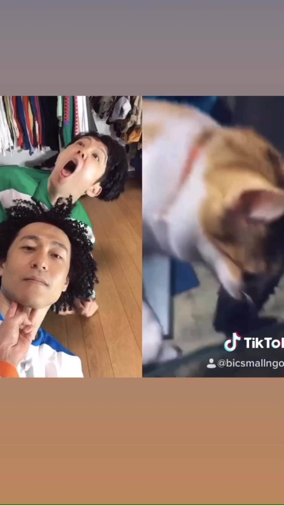 ゴンのインスタグラム：「猫、#cat  #🥦 リアル猫ゲボ音源使用🤣  俺臭くねーし！！！😤」