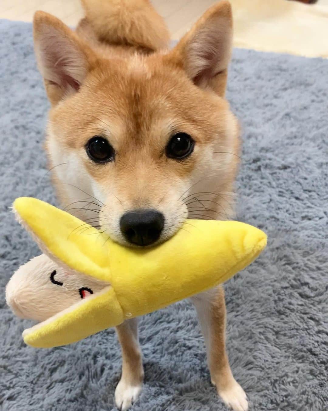 豆柴 サニーちゃんさんのインスタグラム写真 - (豆柴 サニーちゃんInstagram)「. . HELLO〜こんにちわんでちゅ🐶🍌 . 🐶ばなな🍌あげるでちゅ (きのうは、ぱぱにあげたでちゅ) . . 昨日の赤ちゃんラムちゃんから 今ではすっかり立派な⁉︎ 豆柴犬になりました☺️ . . ⑤⑥昨日ストーリーに載せたのだけど フォロワーさんから にこちゃんに似てる〜❣️って @nikochan.mame48 って言ってもらえたよ💕 可愛いにこちゃんに似てるって 言ってもらえてうれしい💓 にこちゃんとこ遊びに行きたいな〜🍒 . . #ラムのはいどおぞ #バナナ🍌 #ばななん #黒目がち #お目目がタピオカ #タピ目 #タピ目塾生希望 . #柴犬#豆柴 #赤柴#豆柴子犬 #まめしば#いぬのきもち#ふわもこ部 #サンデイ#サンデイいぬ組#anicas#shiba_snap #shibainu#shiba#mameshiba#shibastagram #mameshibapuppy#shibapuppy #豆柴サニーちゃん#豆柴ラムちゃん#さにらむたん #さにらむ2020」9月6日 15時05分 - sunny_rei_32