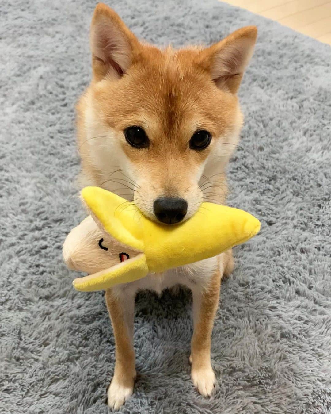 豆柴 サニーちゃんさんのインスタグラム写真 - (豆柴 サニーちゃんInstagram)「. . HELLO〜こんにちわんでちゅ🐶🍌 . 🐶ばなな🍌あげるでちゅ (きのうは、ぱぱにあげたでちゅ) . . 昨日の赤ちゃんラムちゃんから 今ではすっかり立派な⁉︎ 豆柴犬になりました☺️ . . ⑤⑥昨日ストーリーに載せたのだけど フォロワーさんから にこちゃんに似てる〜❣️って @nikochan.mame48 って言ってもらえたよ💕 可愛いにこちゃんに似てるって 言ってもらえてうれしい💓 にこちゃんとこ遊びに行きたいな〜🍒 . . #ラムのはいどおぞ #バナナ🍌 #ばななん #黒目がち #お目目がタピオカ #タピ目 #タピ目塾生希望 . #柴犬#豆柴 #赤柴#豆柴子犬 #まめしば#いぬのきもち#ふわもこ部 #サンデイ#サンデイいぬ組#anicas#shiba_snap #shibainu#shiba#mameshiba#shibastagram #mameshibapuppy#shibapuppy #豆柴サニーちゃん#豆柴ラムちゃん#さにらむたん #さにらむ2020」9月6日 15時05分 - sunny_rei_32