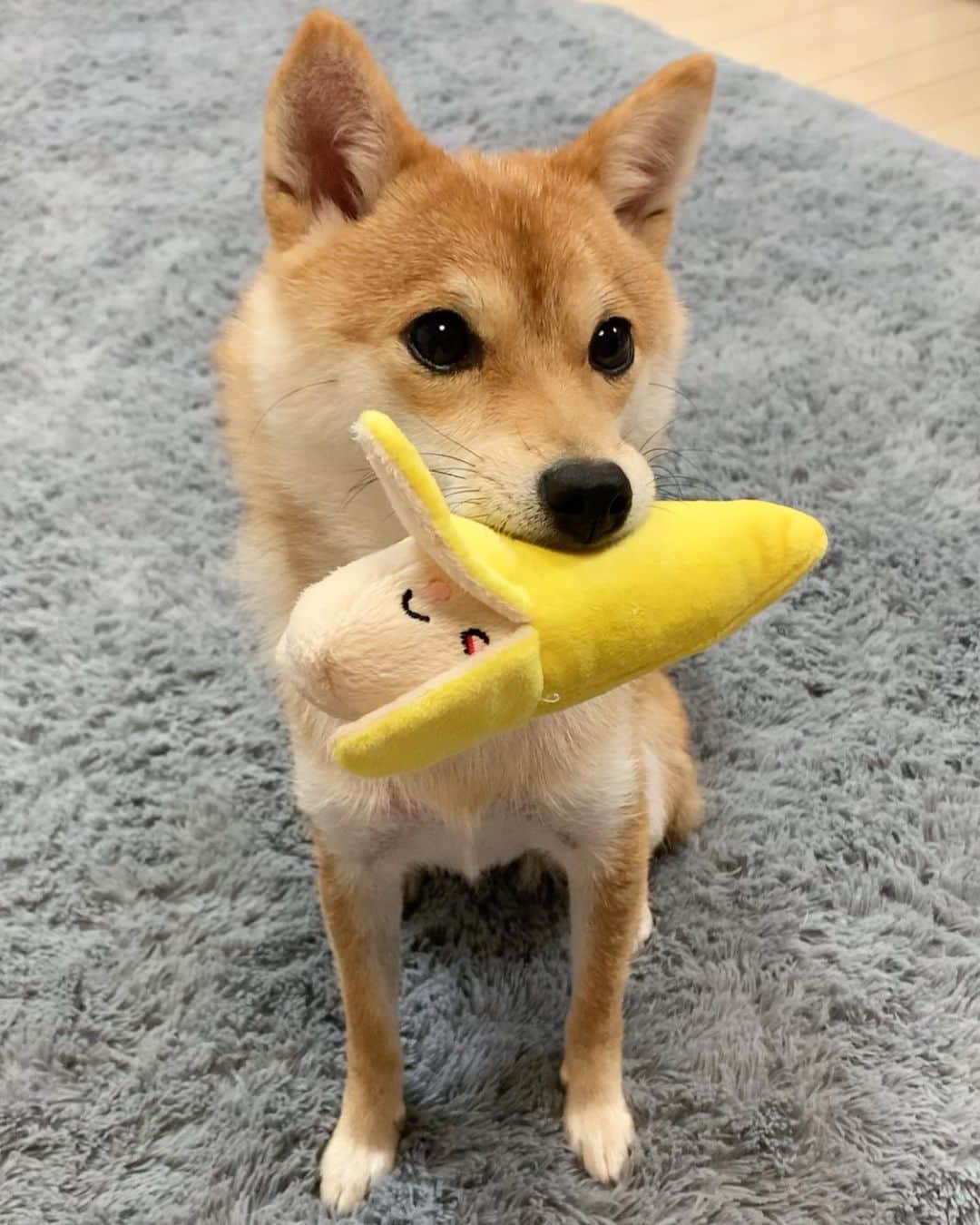 豆柴 サニーちゃんさんのインスタグラム写真 - (豆柴 サニーちゃんInstagram)「. . HELLO〜こんにちわんでちゅ🐶🍌 . 🐶ばなな🍌あげるでちゅ (きのうは、ぱぱにあげたでちゅ) . . 昨日の赤ちゃんラムちゃんから 今ではすっかり立派な⁉︎ 豆柴犬になりました☺️ . . ⑤⑥昨日ストーリーに載せたのだけど フォロワーさんから にこちゃんに似てる〜❣️って @nikochan.mame48 って言ってもらえたよ💕 可愛いにこちゃんに似てるって 言ってもらえてうれしい💓 にこちゃんとこ遊びに行きたいな〜🍒 . . #ラムのはいどおぞ #バナナ🍌 #ばななん #黒目がち #お目目がタピオカ #タピ目 #タピ目塾生希望 . #柴犬#豆柴 #赤柴#豆柴子犬 #まめしば#いぬのきもち#ふわもこ部 #サンデイ#サンデイいぬ組#anicas#shiba_snap #shibainu#shiba#mameshiba#shibastagram #mameshibapuppy#shibapuppy #豆柴サニーちゃん#豆柴ラムちゃん#さにらむたん #さにらむ2020」9月6日 15時05分 - sunny_rei_32