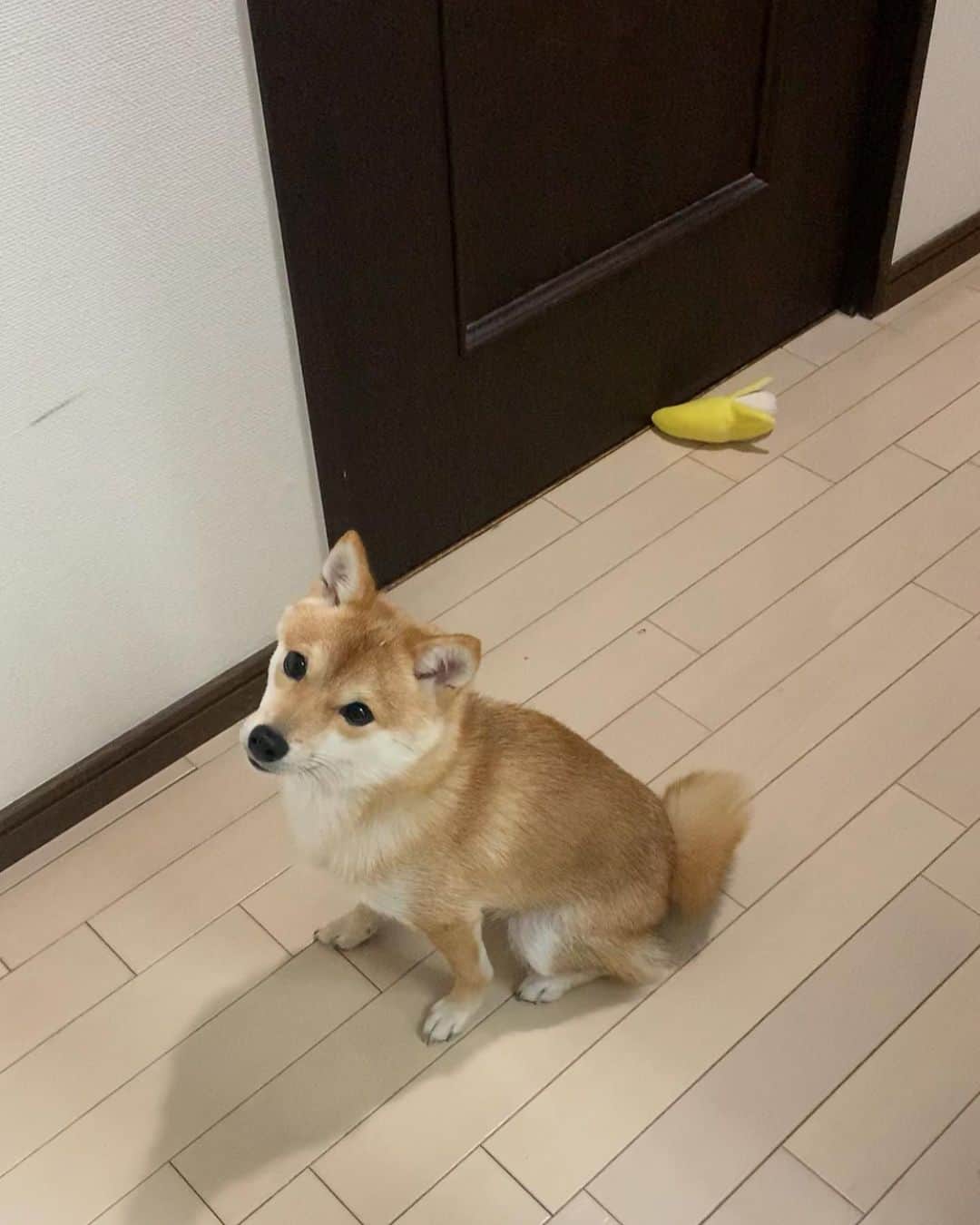 豆柴 サニーちゃんさんのインスタグラム写真 - (豆柴 サニーちゃんInstagram)「. . HELLO〜こんにちわんでちゅ🐶🍌 . 🐶ばなな🍌あげるでちゅ (きのうは、ぱぱにあげたでちゅ) . . 昨日の赤ちゃんラムちゃんから 今ではすっかり立派な⁉︎ 豆柴犬になりました☺️ . . ⑤⑥昨日ストーリーに載せたのだけど フォロワーさんから にこちゃんに似てる〜❣️って @nikochan.mame48 って言ってもらえたよ💕 可愛いにこちゃんに似てるって 言ってもらえてうれしい💓 にこちゃんとこ遊びに行きたいな〜🍒 . . #ラムのはいどおぞ #バナナ🍌 #ばななん #黒目がち #お目目がタピオカ #タピ目 #タピ目塾生希望 . #柴犬#豆柴 #赤柴#豆柴子犬 #まめしば#いぬのきもち#ふわもこ部 #サンデイ#サンデイいぬ組#anicas#shiba_snap #shibainu#shiba#mameshiba#shibastagram #mameshibapuppy#shibapuppy #豆柴サニーちゃん#豆柴ラムちゃん#さにらむたん #さにらむ2020」9月6日 15時05分 - sunny_rei_32