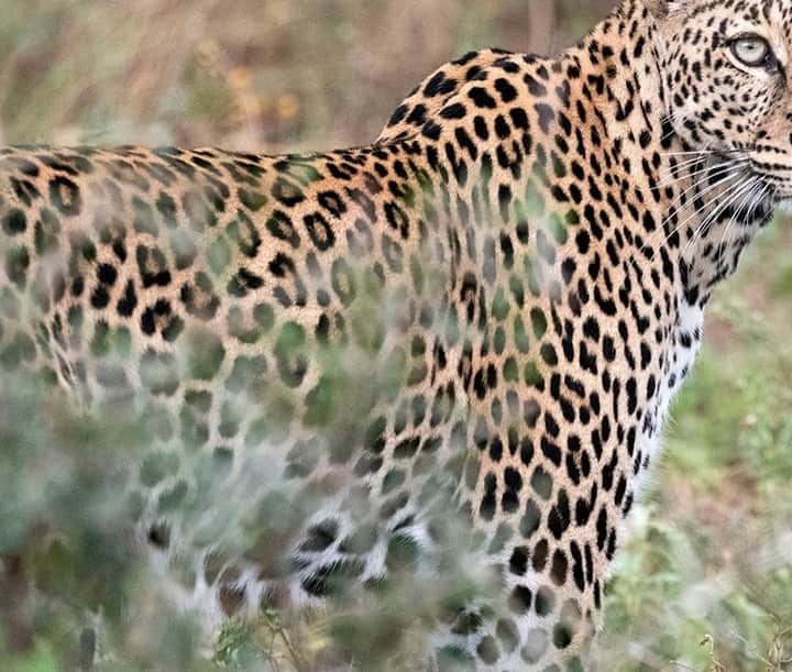 ナショナルジオグラフィックさんのインスタグラム写真 - (ナショナルジオグラフィックInstagram)「Photo by @chancellordavid  Leopard, Sarara Camp, Namunyak Community Conservancy, northern Kenya, July 2020. Despite the challenges that the whole world has been facing, leading to an immediate halt of all tourism revenue in wilderness areas, wildlife continues to thrive at Namunyak Conservancy.  The current climate has pushed many wildlife organizations to rethink their models. Who knows what the future may hold, but it surely needs to be one where the protection of the environment in which we all live is our first priority. To see more follow me @chancellordavid @natgeo #kenya #leopard」9月6日 15時39分 - natgeo