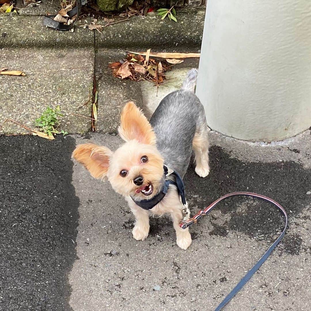 佐藤尚之のインスタグラム：「トリミング仕上がった！ 右耳が聴こえない保護犬ハテくん。  食欲もあまりないしいろいろ弱いし心配は絶えないんだけど、わりと元気に育ってる。  長生きしてくれるといいなあ。  #保護犬 #ヨーキー」