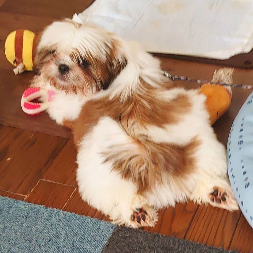 Kukkaのインスタグラム：「あんよ」