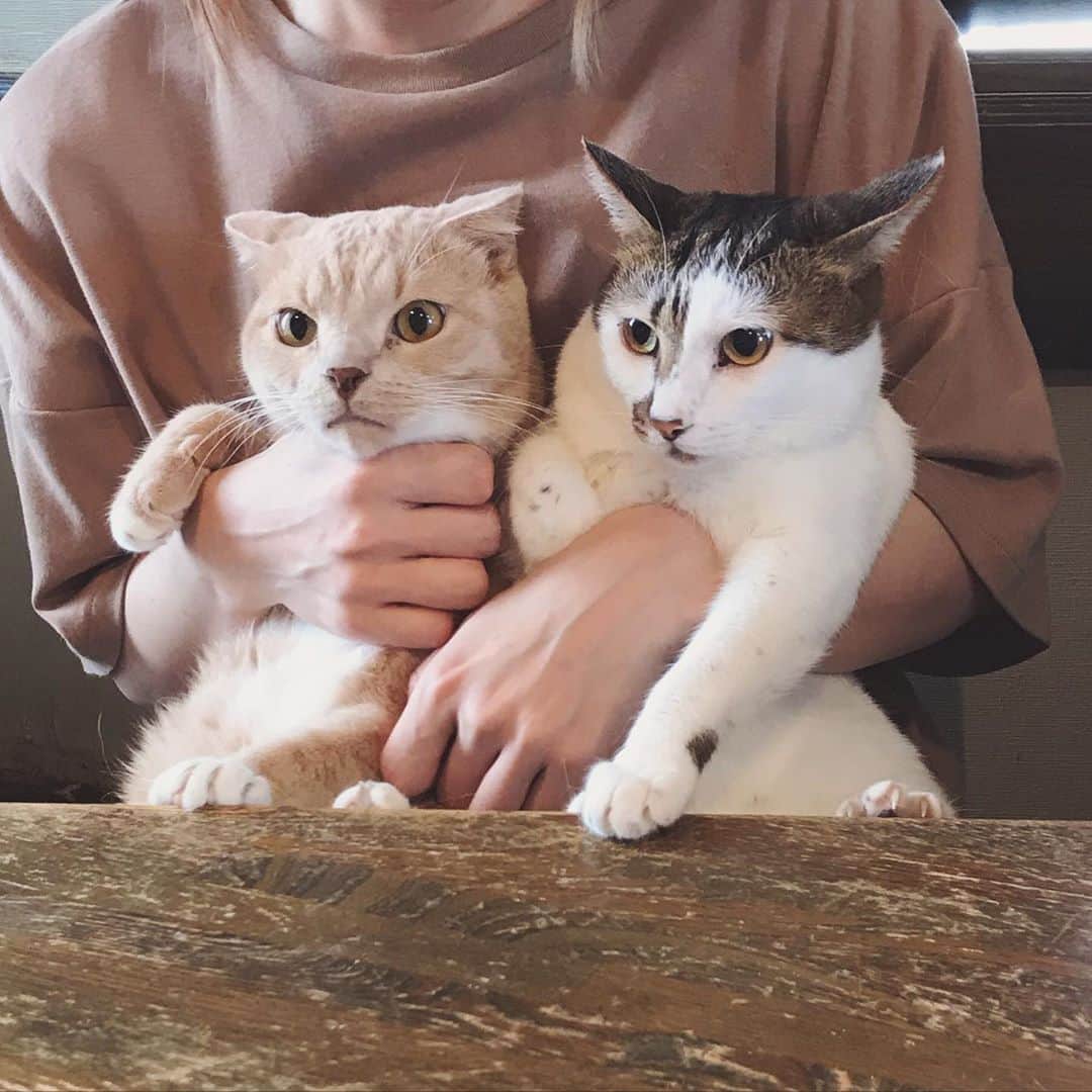 もじゃころのインスタグラム：「そしてそして、今日はうちに #ガブモカ が来て4年目の記念日です🎉 ガブちゃんもモカちんも来た時と全然顔が違う😂ふたりとも全然病気しない健康体！これからも元気で長生きしてね☺️✨✨✨  #ガブリエル  #ルアクコピッピモカ丸」