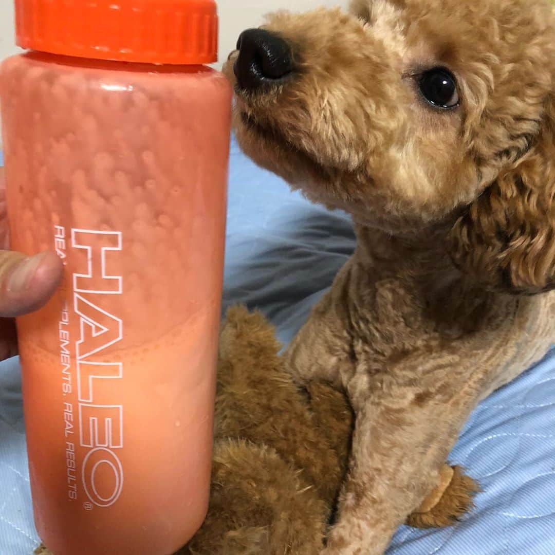 宮田和幸さんのインスタグラム写真 - (宮田和幸Instagram)「朝ごはんにプロテイン50g #haleo #protein」9月6日 17時42分 - miyata.hercules