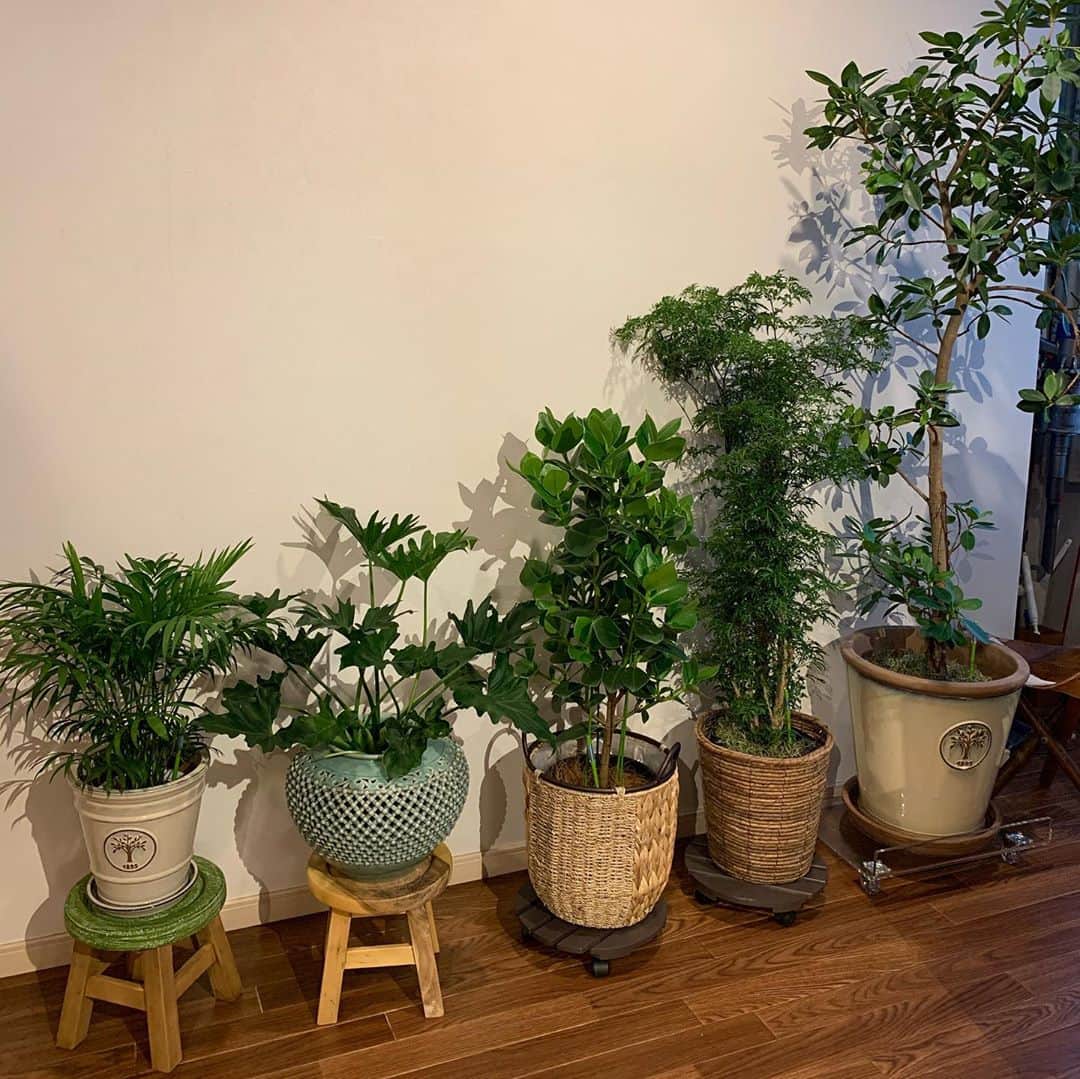 岩崎宏美さんのインスタグラム写真 - (岩崎宏美Instagram)「おじいちゃんの青磁の花瓶 観葉植物入れて活用できました。 我が家のグリーンに癒されています。 まだ初心者なので、 背の順に並べてみました。 笑 #観葉植物 #青磁」9月6日 17時54分 - hiromiiwasaki_official
