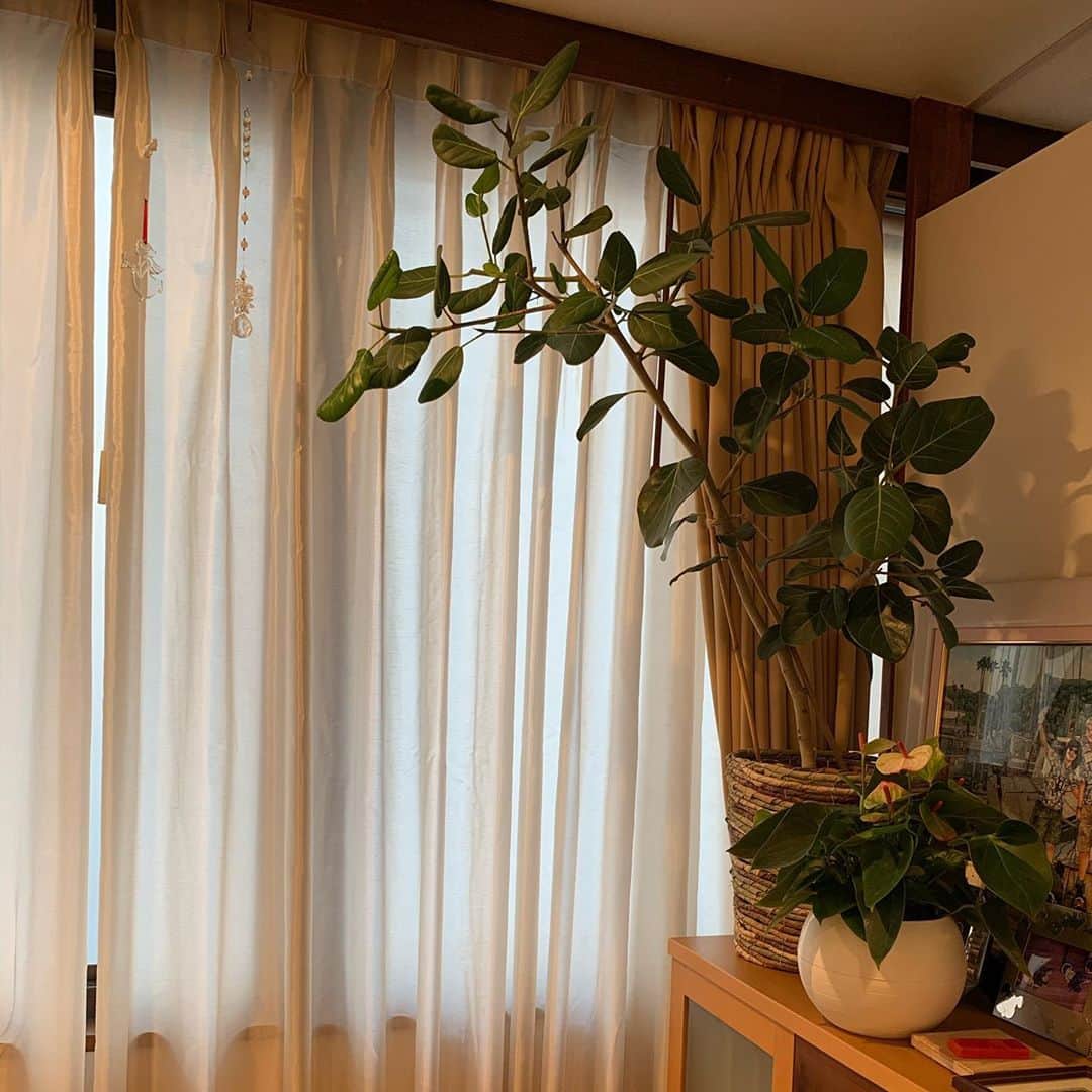 岩崎宏美さんのインスタグラム写真 - (岩崎宏美Instagram)「おじいちゃんの青磁の花瓶 観葉植物入れて活用できました。 我が家のグリーンに癒されています。 まだ初心者なので、 背の順に並べてみました。 笑 #観葉植物 #青磁」9月6日 17時54分 - hiromiiwasaki_official