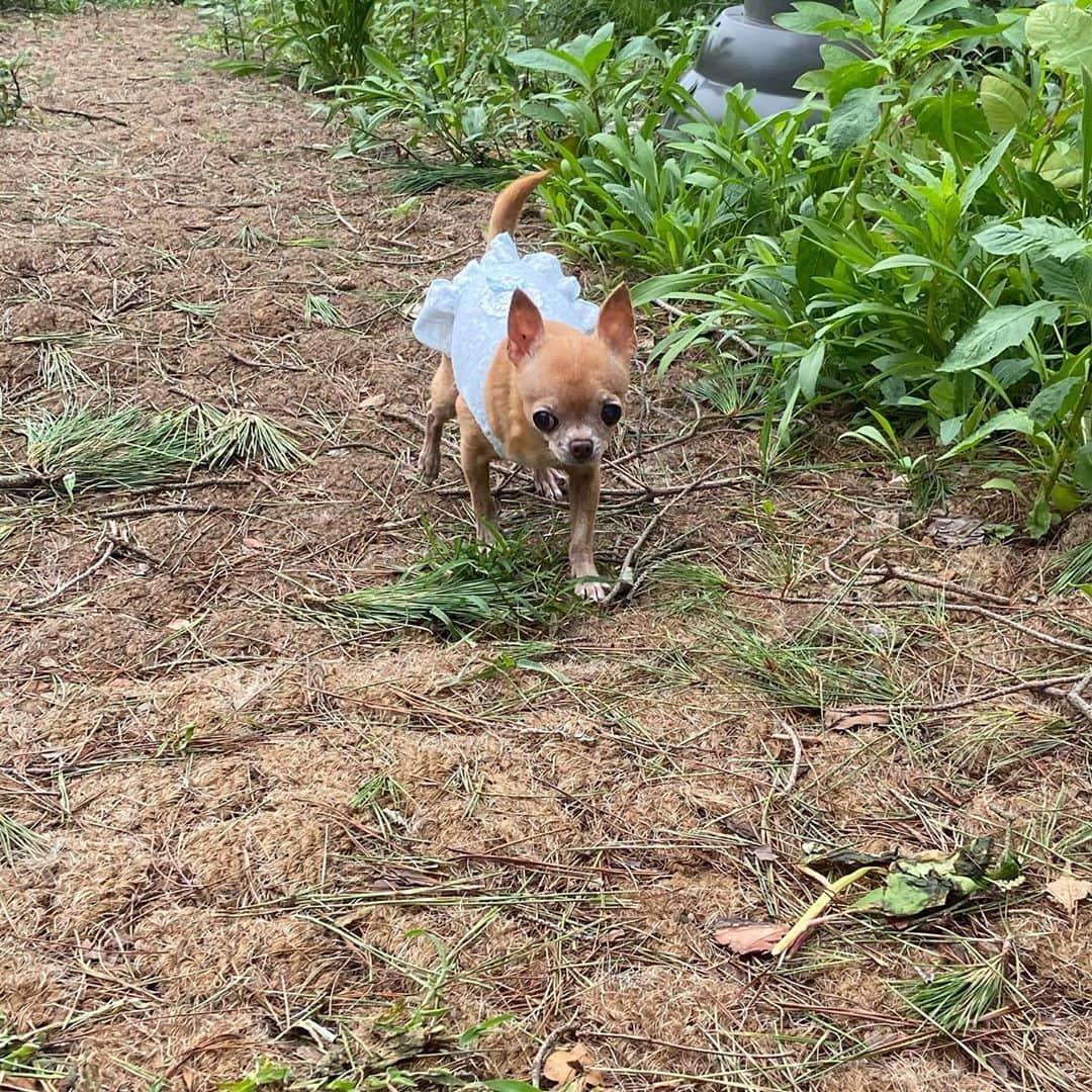 奥菜恵のインスタグラム：「오늘은 겅듀님 패숀 #개스타그램 #dogstagram #chihuahua #여자맞음💃」