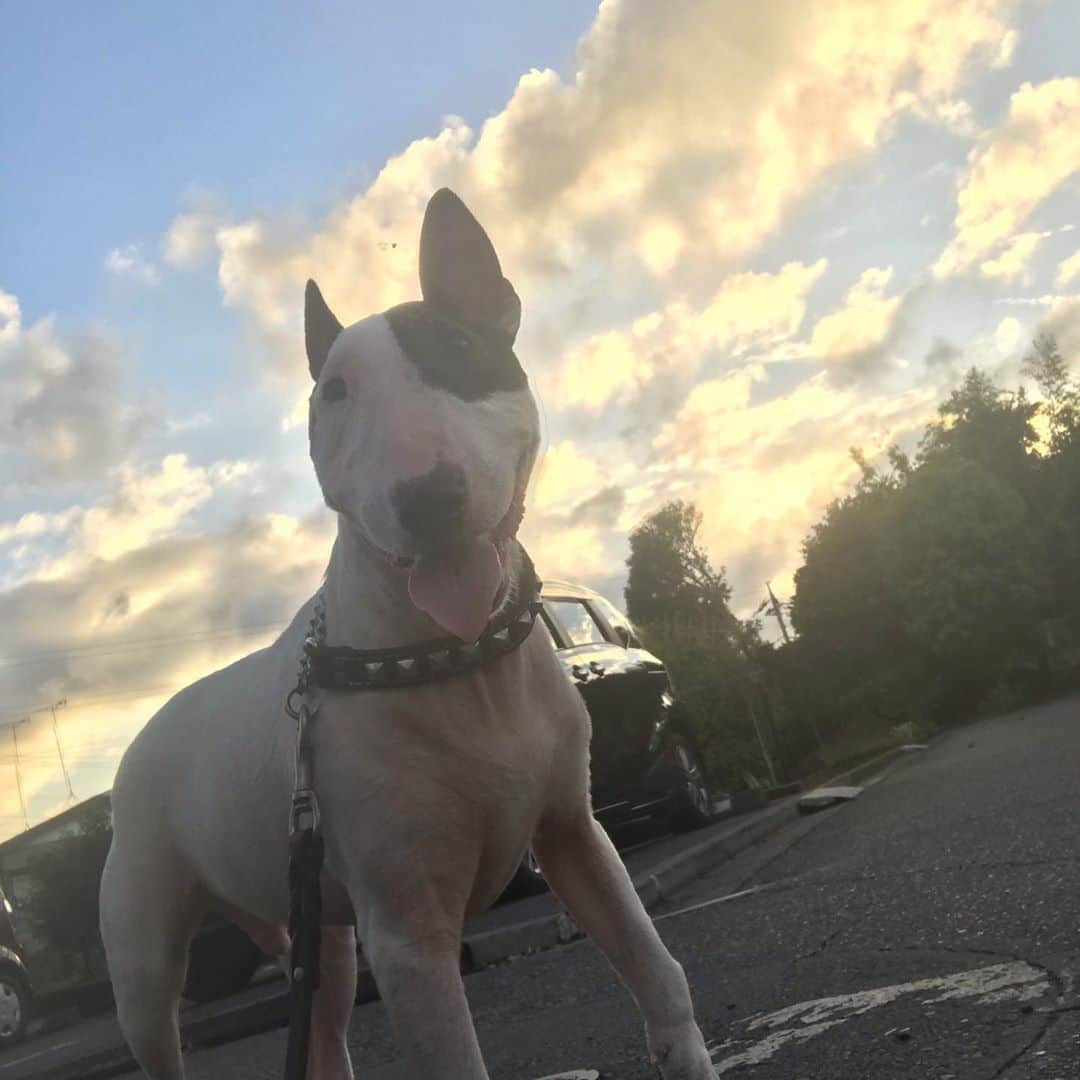 のインスタグラム：「#minituru#bull#terrier#minibullterrier#miniturubullterrier#dog#dogstagram#cute#qtaro#love#family#ミニチュア#ブルテリア#ミニチュアブルテリア#Q太郎#散歩中#美味しそうな#におい#お庭でバーベキュー」
