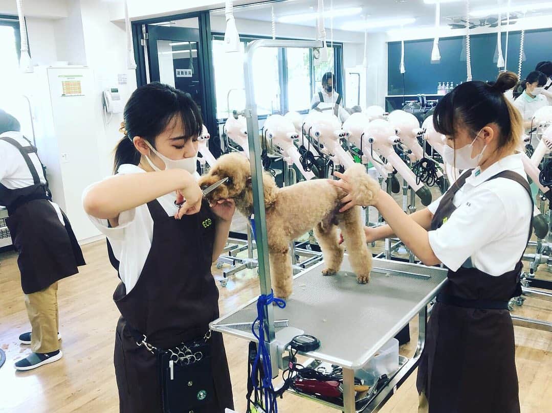 【公式】東京コミュニケーションアート専門学校ECOさんのインスタグラム写真 - (【公式】東京コミュニケーションアート専門学校ECOInstagram)「9月13日 スペシャルイベントのペットワールドバイキングを開催します‼️ トリミング・動物看護・保護犬の3つの中から好きなメニューを2つ選ぶことができます✌️ ワンちゃんが好きな方、ペット系で仕事を考えたい方、是非ご参加ください😊  #tca東京eco動物海洋専門学校 #動物 #専門学校 #オープンキャンパス #ペット #ペットトリマー #動物看護師 #保護犬 #進路 #トリミング #トリミングサロン」9月6日 18時15分 - tca_eco