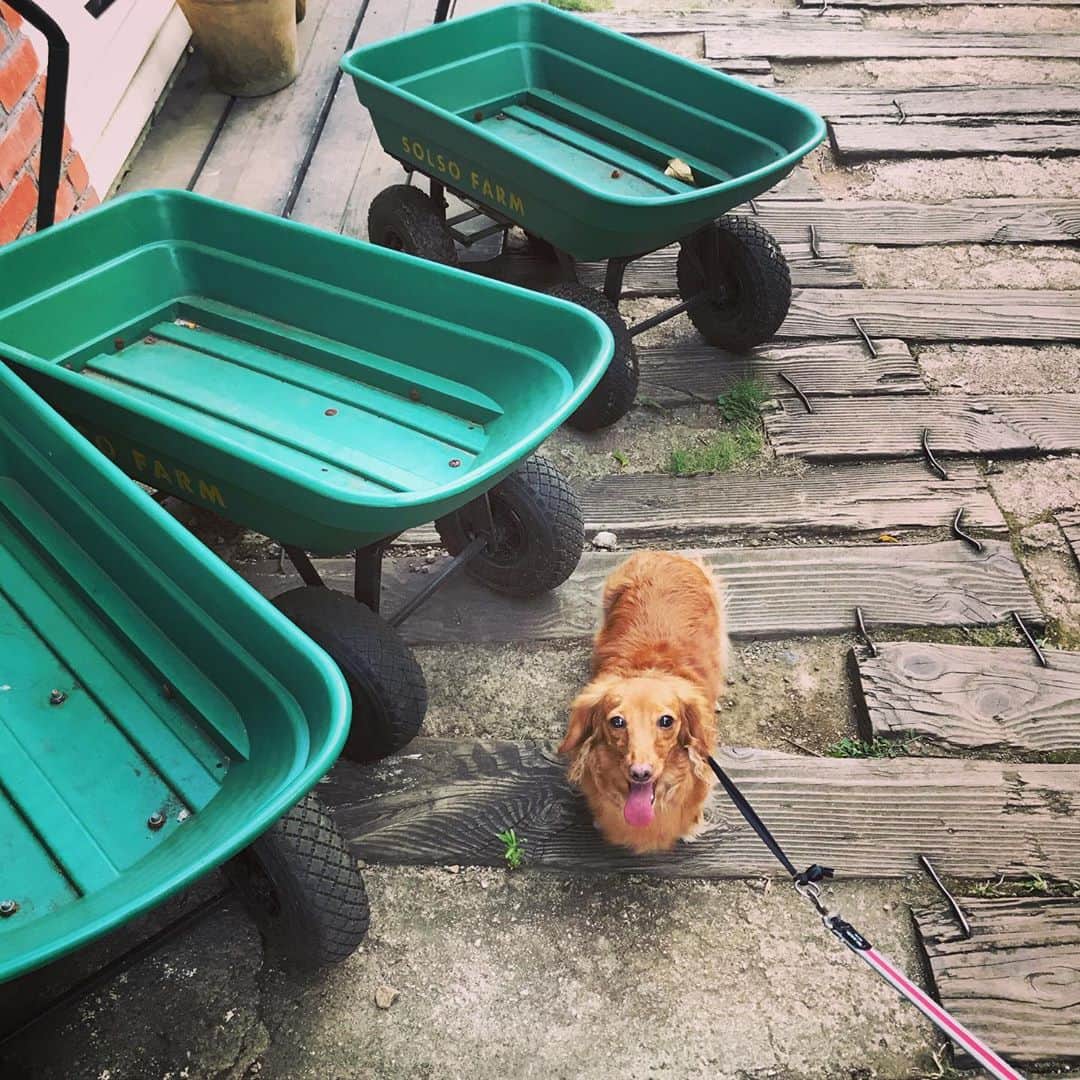加藤章太郎さんのインスタグラム写真 - (加藤章太郎Instagram)「☀️🐕☔️ #mincky #mydog #dachshund #sundays」9月6日 18時28分 - __shotaro__