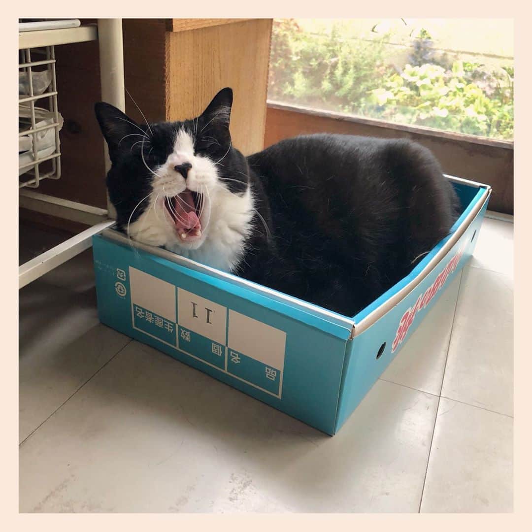 パンといっぴきのインスタグラム：「#元保護猫 #白黒猫 #ハチワレ #blackandwhitecat #tuxedocat #catinabox #箱猫 #あくび」