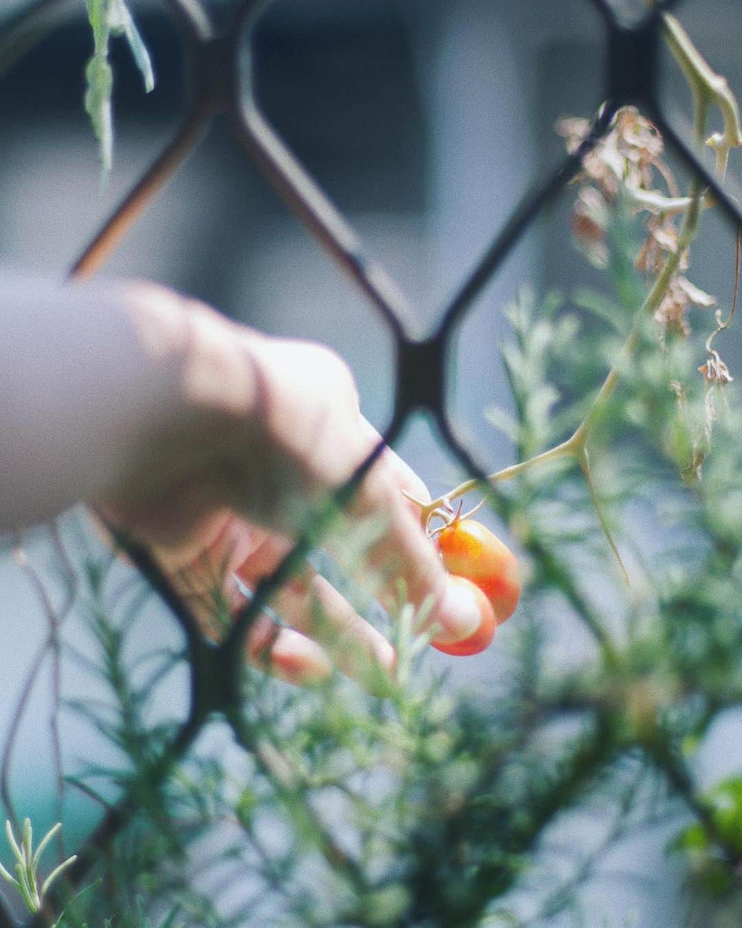 ヤオ・アイニンさんのインスタグラム写真 - (ヤオ・アイニンInstagram)「昨天才收成小番茄 今天就入秋了 家裡的香草植物和兔兔終於有風可以吹🌿  今年收成番茄 共計4顆 顆顆。  #開心農場」9月6日 19時00分 - ipipy20000