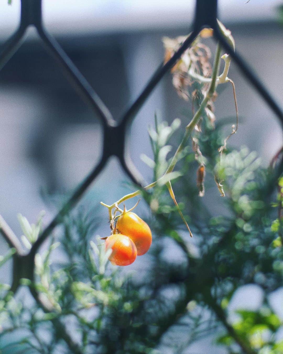 ヤオ・アイニンさんのインスタグラム写真 - (ヤオ・アイニンInstagram)「昨天才收成小番茄 今天就入秋了 家裡的香草植物和兔兔終於有風可以吹🌿  今年收成番茄 共計4顆 顆顆。  #開心農場」9月6日 19時00分 - ipipy20000
