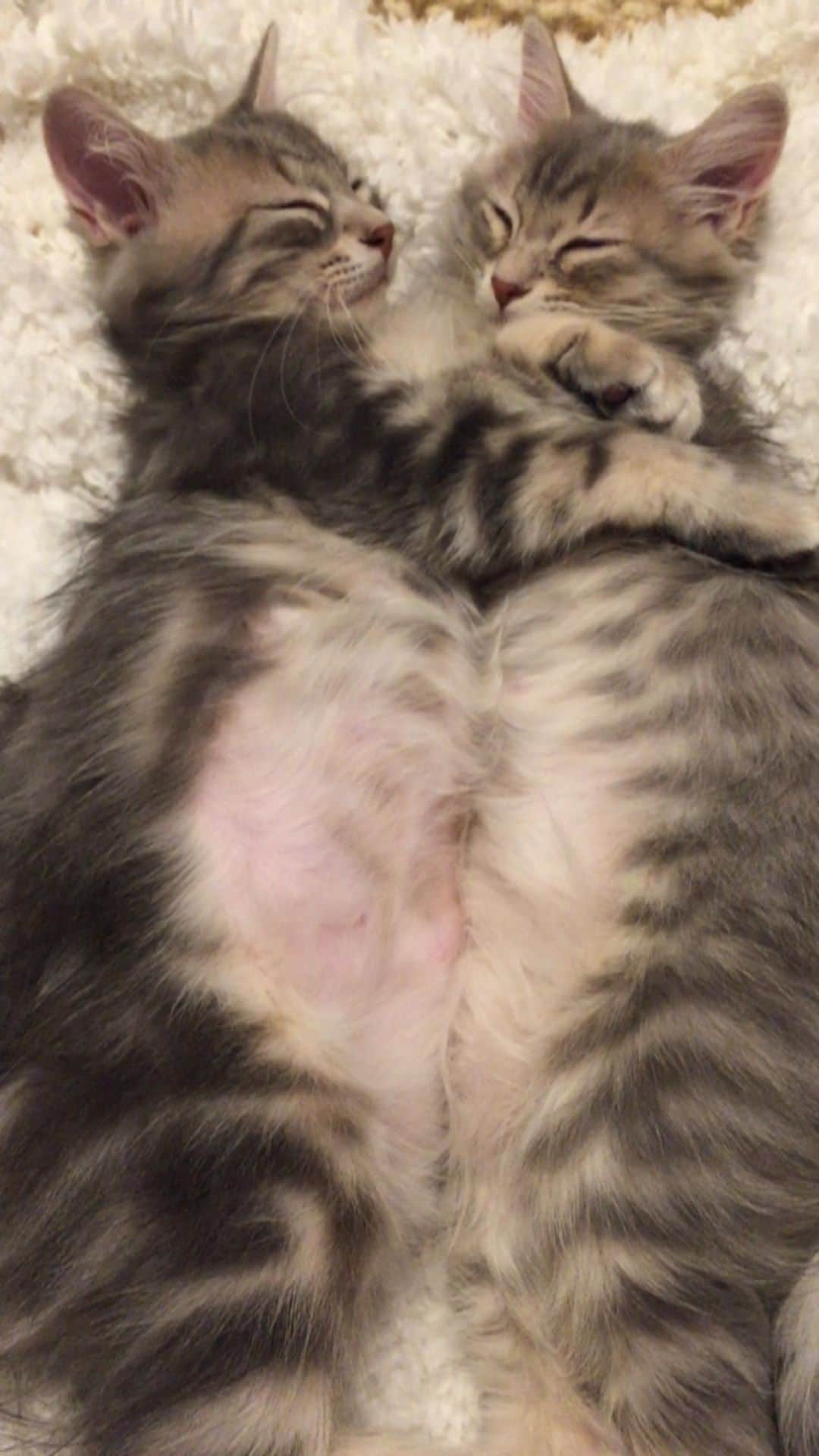 nocoaのインスタグラム：「． 懐かしい🤤 ． #ロイサラ成長記録  #nocoa動画#catvideo#猫動画」