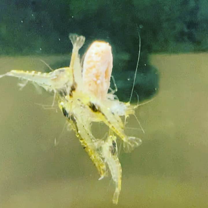 ただすけのインスタグラム：「魅惑のえびラグビー🦐🏉」