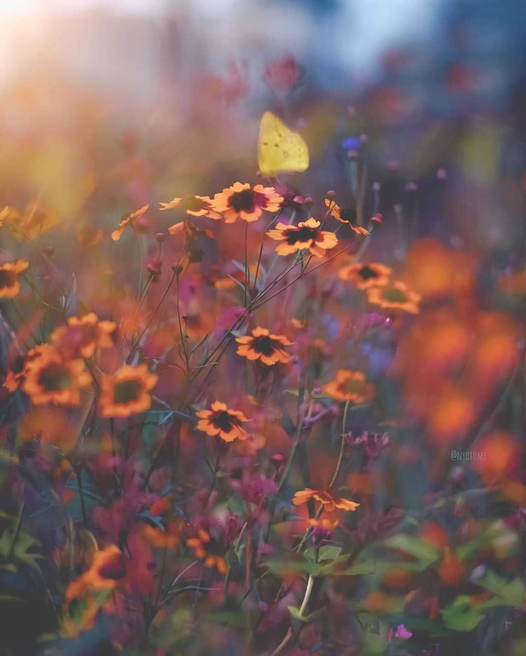 花の写真館のインスタグラム：「Photo by @nyotome.⠀ https://instagram.com/nyotome/⠀ .⠀ Original Post[投稿いただいたURL]⠀ https://www.instagram.com/p/CC6APGus46X/⠀ .⠀ 本アカウントは、 #私の花の写真 をつけてInstagramに投稿された皆さまの花の写真や、「花の写真館」Facebookページで投稿された花の写真を紹介します。⠀ 「花の写真館」Facebookページは、「 @floral.photograph 」のプロフィールにあるURLからご覧ください。⠀ .⠀ ※各自、政府、自治体など公的機関の指示に従った行動をお願いします。⠀⠀ 東京カメラ部および分室では、写真を「見る楽しみ」を提供することを通して、微力ながら皆様にわずかな時間でも癒しをお届けしたいと思っております。⠀ ※本アカウントは東京カメラ部がFacebook、Instagramのサービスを利用して運営しているもので、Facebook社・Instagramとは一切関係ありません。⠀ .⠀ #花の写真館 #floralphotograph #floralphoto #flower #flowers⠀ Follow: @floral.photograph」