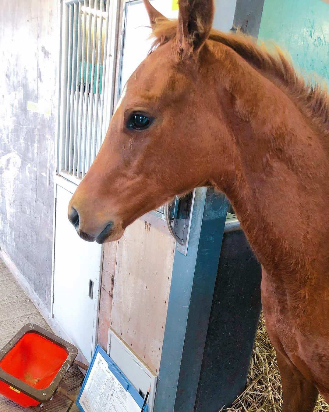 色紙千尋さんのインスタグラム写真 - (色紙千尋Instagram)「かわいすぎて連れて帰りたかった子馬ちゃん🤭💘 夜勤の衣装は、秋らしいボルドーのワンピース🍂 髪型もエレガントな雰囲気ですてきでした！ 明日もAbemaNewsどうぞご覧ください✨  台風の最新情報はこまめにチェックし、早め早めに命を守る行動をとってくださいね。 携帯充電器の充電、湯船に水をためておく、ペットボトルを凍らせるなど、万が一の備えをしましょう。 どうか無事にと祈るばかりです。 #abematv #アベマ #rcawaii  #日高育成牧場」9月6日 19時32分 - shikishi_chihiro