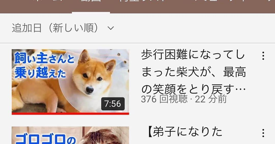 豆柴にこちゃんさんのインスタグラム写真 - (豆柴にこちゃんInstagram)「🐶🎬 「歩行困難になってしまった柴犬が、 最高の笑顔をとり戻すまで…」  YouTubeのPECOチャンネルに、 にこの両脚のパテラ手術の闘病記 の動画がupされたよ✨ @pecotv  PECOさんが、パテラで悩まれてる 飼い主さんの励みになるようにと 作ってくれた、約8分の力作❣️  ストーリーにURL貼ってあるから よかったら見てみてください😊  2019年4月にパテラが原因で 右膝の靭帯変性を起こしてまともに歩けなくなり トイレにも支障がでてきたりで 同年6月に両脚の膝の手術をしたにこ。  ✂️滑車溝形成術 ✂️脛骨粗面転位術  という2種類の手術をして見事成功☘ 今じゃ元気に走り回っています😋  手術をして本当によかった✨  そして、にこの脚をずっと診てくれていた かかりつけの病院の先生が 来週退職されるとのことで、 昨日は今までのお礼とご挨拶にいってきました🐾 （手術をした病院とは別の病院のホームドクターです）  いつも親身に我が子のことを考えてくれて、 飼い主の気持ちを汲み取ってくれる 優しい先生でした❣️  これからも別の形で動物医療に 携わられるとのことです😊  飼い主にとって獣医さんは神様みたいな存在👼✨  たくさんの獣医さんと看護師さんの おかげでにこは超元気🐕💨♫  ありがとうございました☺️  #柴犬#豆柴#pecoいぬ部#犬#shibastagram#petstagram#犬#犬のいる暮らし#shibainu#dog#mameshiba#pecotv#いぬのきもち部#しばいぬ#しばけん#こいぬ#シバイヌ#狗#ペット#子犬#puppy#pet#시바견#강아지#개#instacute#barked#9gag#9gagpets」9月6日 19時48分 - nikochan.mame48