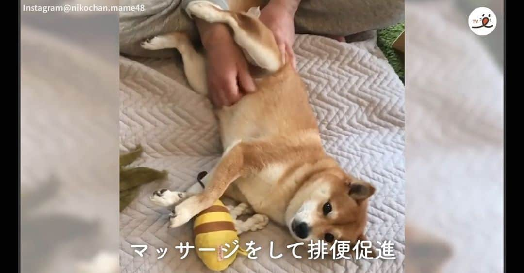 豆柴にこちゃんさんのインスタグラム写真 - (豆柴にこちゃんInstagram)「🐶🎬 「歩行困難になってしまった柴犬が、 最高の笑顔をとり戻すまで…」  YouTubeのPECOチャンネルに、 にこの両脚のパテラ手術の闘病記 の動画がupされたよ✨ @pecotv  PECOさんが、パテラで悩まれてる 飼い主さんの励みになるようにと 作ってくれた、約8分の力作❣️  ストーリーにURL貼ってあるから よかったら見てみてください😊  2019年4月にパテラが原因で 右膝の靭帯変性を起こしてまともに歩けなくなり トイレにも支障がでてきたりで 同年6月に両脚の膝の手術をしたにこ。  ✂️滑車溝形成術 ✂️脛骨粗面転位術  という2種類の手術をして見事成功☘ 今じゃ元気に走り回っています😋  手術をして本当によかった✨  そして、にこの脚をずっと診てくれていた かかりつけの病院の先生が 来週退職されるとのことで、 昨日は今までのお礼とご挨拶にいってきました🐾 （手術をした病院とは別の病院のホームドクターです）  いつも親身に我が子のことを考えてくれて、 飼い主の気持ちを汲み取ってくれる 優しい先生でした❣️  これからも別の形で動物医療に 携わられるとのことです😊  飼い主にとって獣医さんは神様みたいな存在👼✨  たくさんの獣医さんと看護師さんの おかげでにこは超元気🐕💨♫  ありがとうございました☺️  #柴犬#豆柴#pecoいぬ部#犬#shibastagram#petstagram#犬#犬のいる暮らし#shibainu#dog#mameshiba#pecotv#いぬのきもち部#しばいぬ#しばけん#こいぬ#シバイヌ#狗#ペット#子犬#puppy#pet#시바견#강아지#개#instacute#barked#9gag#9gagpets」9月6日 19時48分 - nikochan.mame48