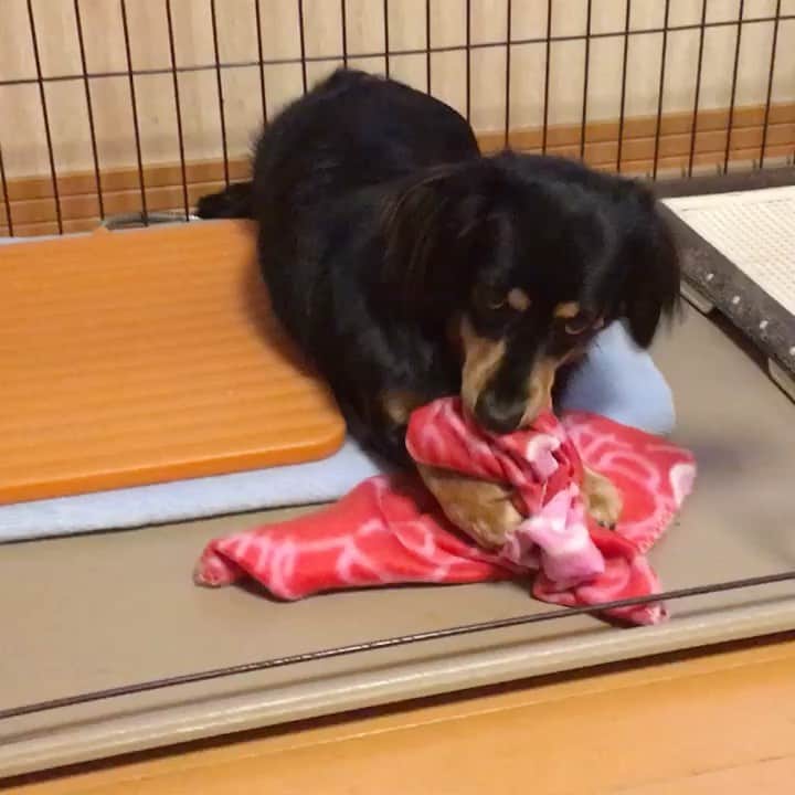 まさのインスタグラム：「モグモグタイムのソラ君🐶　#ミニチュアダックスフンド　#ブラックタン　#いぬすたぐらむ  #dog #duchshund  #犬」