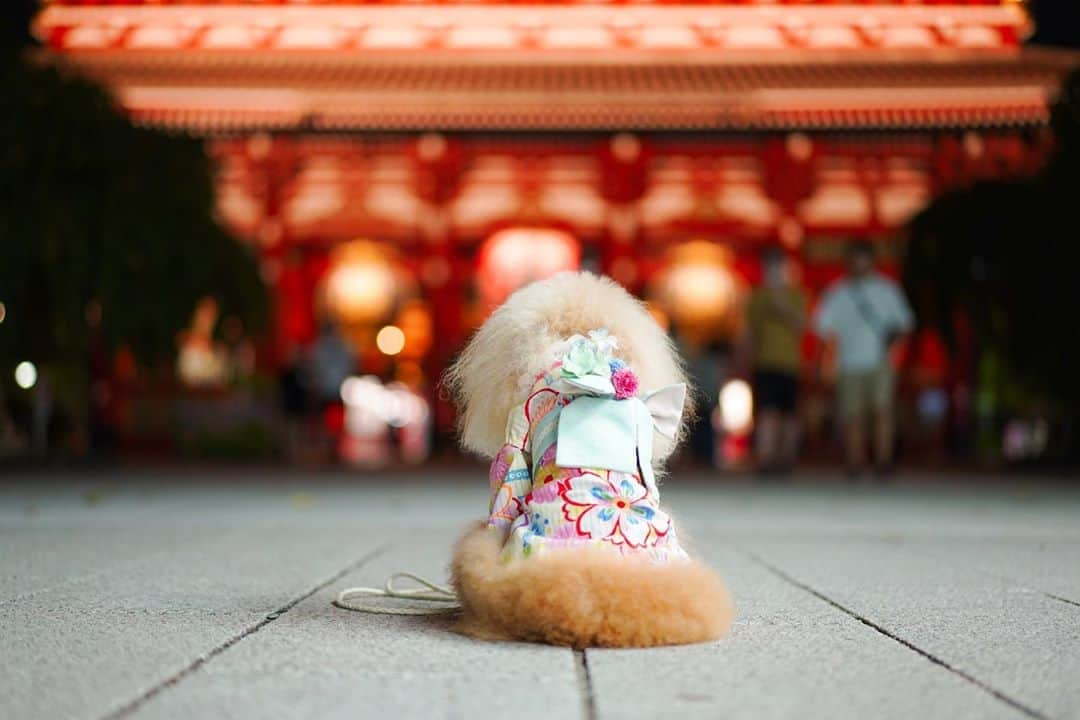 Toypoodle Mikuru?Asakusa Tokyoのインスタグラム