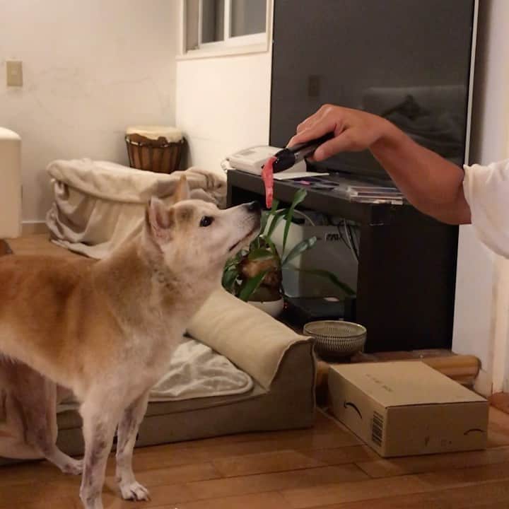 柴犬リリコのインスタグラム：「肉体労働の後なので🍺飲みながらウッドデッキで焼き焼きしようとしてたら、突然の豪雨で急遽室内になりリリコさんも参加❣️🐶🥩🥩  ※ 先週のおうち焼肉で「うちはどうして野菜ばっかりなの？🧒🏻👧🏻」と言われ、珍しく牛肉を焼いてます😅  #おうち焼肉 #焼き鳥 #六助の塩  #茹で落花生 🥜 #下総醤油」