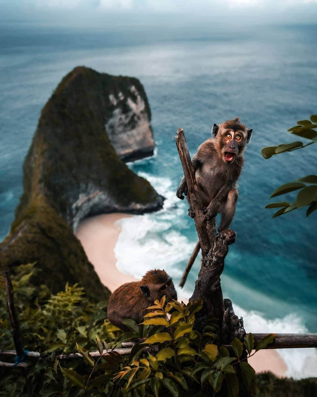 Discover Earthさんのインスタグラム写真 - (Discover EarthInstagram)「🐒 "Ft. @indtravel - This was not only mine, but your favourite photo of the year AND all time 😂!  One of those rare moments where everything comes together and you learn you can speak to animals!" 🇮🇩 #discoverbali with @watchluke  #Bali #animals #monkey #monkeydance」9月6日 20時30分 - discoverearth