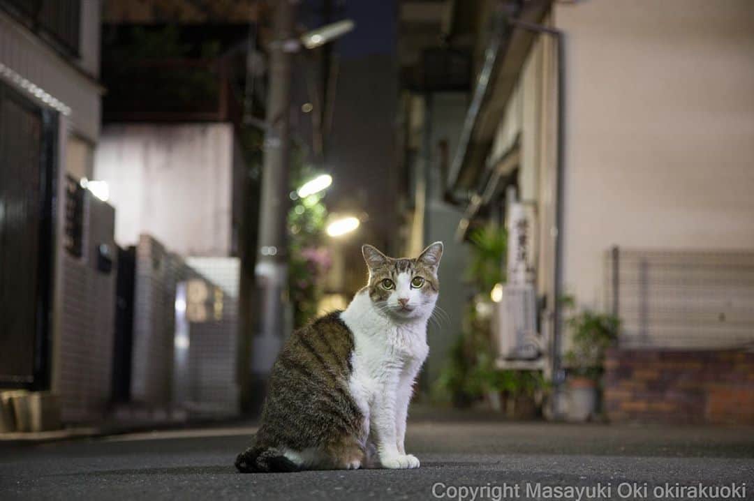 Masayukiさんのインスタグラム写真 - (MasayukiInstagram)「深夜の路地裏で 自信満ち溢れてる。」9月6日 20時35分 - okirakuoki