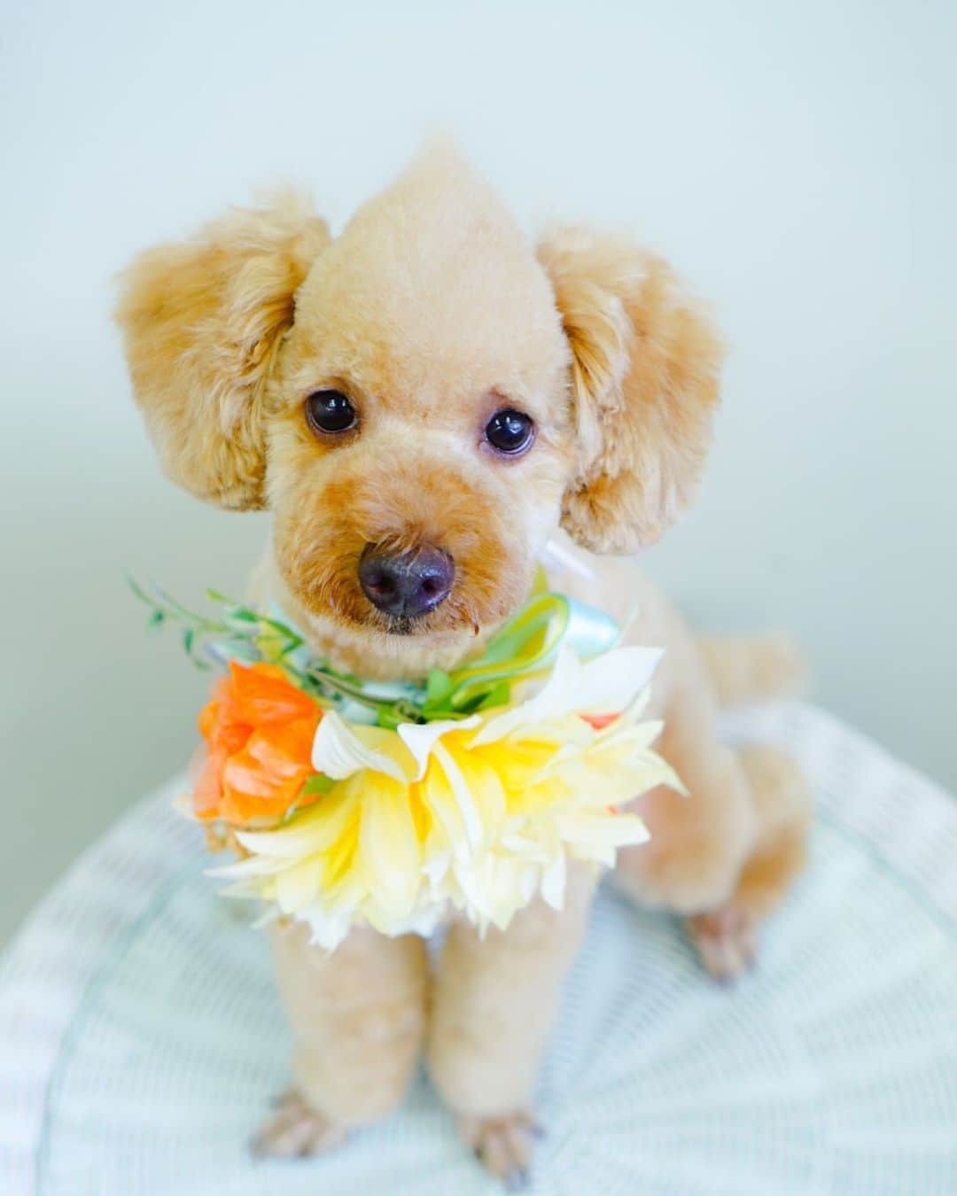 大池瑞樹のインスタグラム：「実家のまっちょくん🐕が誕生日で、犬用のケーキ食べてる動画が家族から送られて来たんだけど可愛すぎた🥺 うん、はやくあそんであげたいよ☺️  #トイプードル #まっちょ　#モヒカン #かっちょいいな #かわいい　#癒し　#cute」