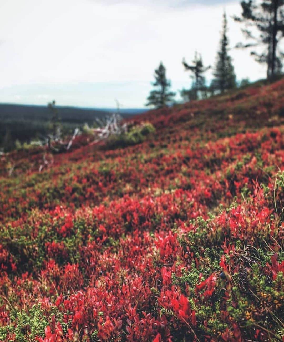 フィンランド政府観光局さんのインスタグラム写真 - (フィンランド政府観光局Instagram)「北部ではそろそろ草木が秋の色に変わってきているようです。 ． @tormanentommi さんの写真。Kiitos！」9月6日 20時44分 - visitfinlandjapan