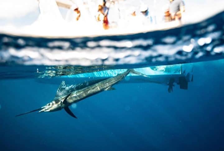Costa Sunglassesのインスタグラム：「Seychelles send-off. 📷: @keithroseinnesflyfishing #SeeWhatsOutThere #BornOnTheWater」