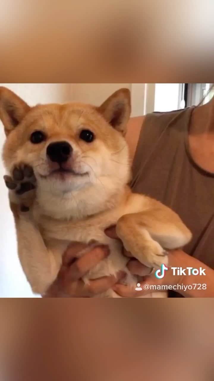 のインスタグラム：「誓う豆千代くん✋﻿ ﻿ ————————————————— #癒し  #豆柴 #柴犬 #癒しわんこ　　#9gag  #9gagpets #barked  #犬  #instacute #shiba  #cutest #adorable #shibainu #mameshiba 　#Japan #日本  #시견  #dog #puppy #pet  #animal #petstagram  #anicas  #サンデイ」