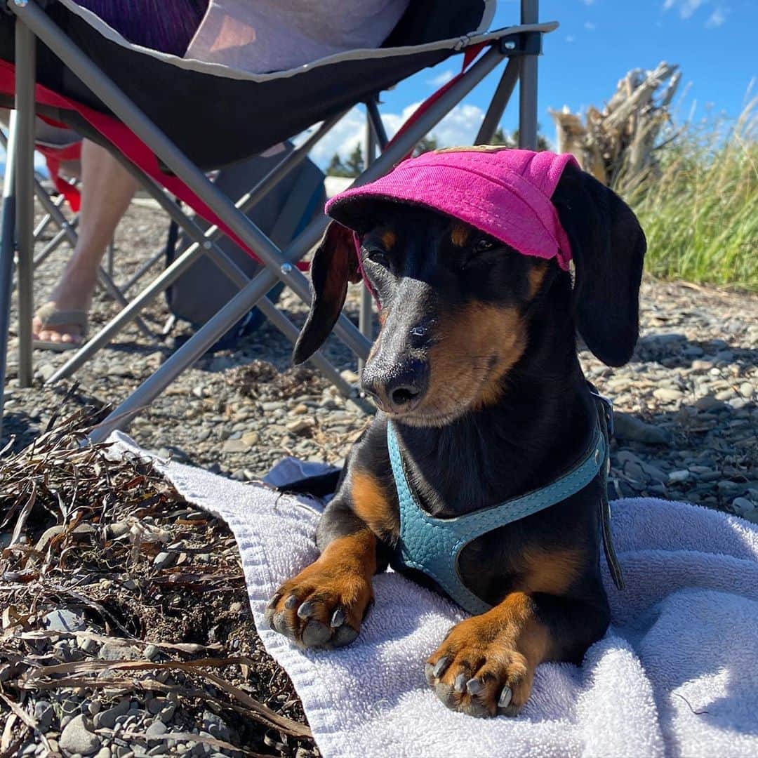 Crusoe the Celebrity Dachshundのインスタグラム：「“Forgot to bring my hat to the beach so had to wear Daphne’s.. 🙄” ~ Crusoe」