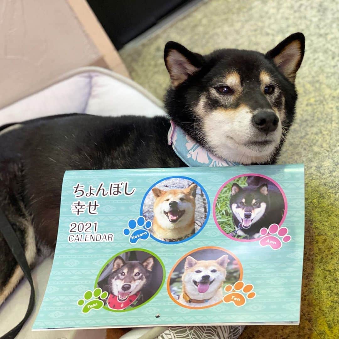がんちゃんさんのインスタグラム写真 - (がんちゃんInstagram)「#ちょんぼし幸せカレンダー  今年も作成しました！価格を送料&税込で1,200円に変更させていただきます。 必要経費を引いた収益の全てを元:松江犬猫の会の犬たちを引き取って20頭近い犬のお世話をしている元隊長の犬たちにフードをお届けするのに使わせて頂きます。お申し込みはプロフィールのブログをご覧頂きメールで✉️、またはＤＭでもお受けしております。🙇‍♀️」9月6日 22時35分 - kota2ann