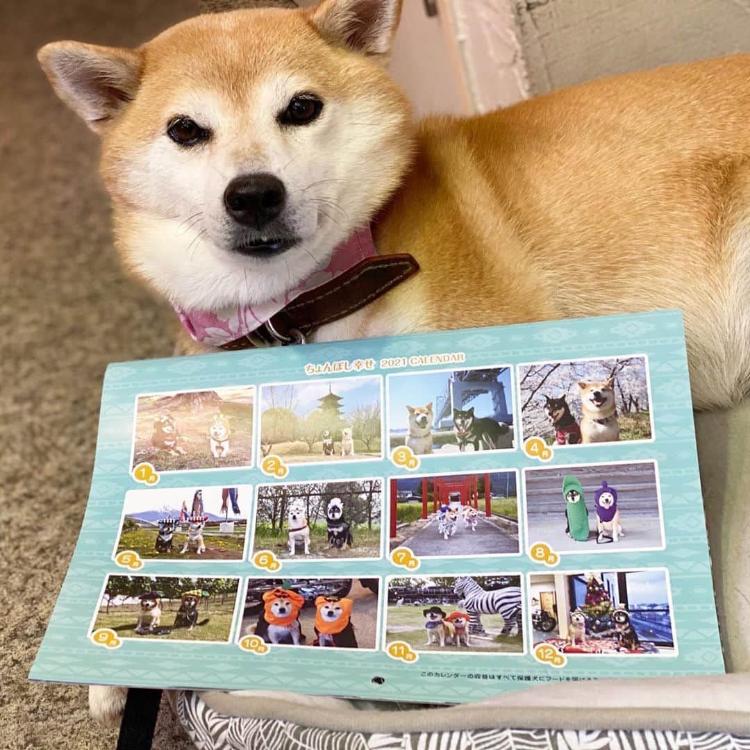 がんちゃんさんのインスタグラム写真 - (がんちゃんInstagram)「#ちょんぼし幸せカレンダー  今年も作成しました！価格を送料&税込で1,200円に変更させていただきます。 必要経費を引いた収益の全てを元:松江犬猫の会の犬たちを引き取って20頭近い犬のお世話をしている元隊長の犬たちにフードをお届けするのに使わせて頂きます。お申し込みはプロフィールのブログをご覧頂きメールで✉️、またはＤＭでもお受けしております。🙇‍♀️」9月6日 22時35分 - kota2ann